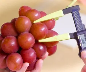 محصولات کشاوزی نوین؛ انگور پرورش میدن هر حبه اش اندازه هندوانه و خوشه هاش 20 کیلو