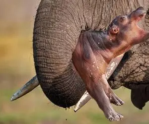 صحنه دهشتناک؛ فیل با خرطوم نوزاد اسب آبی له کرد جیگرشو درآورد نشست خورد