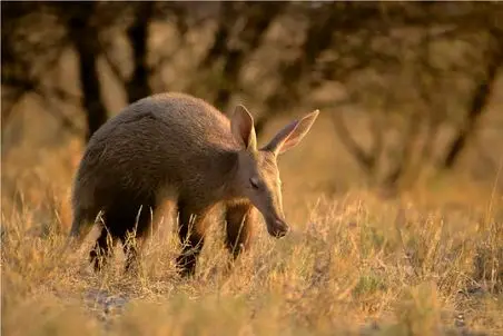 مستند حیات وحش؛ حمله شیر به مورچه خوار زره پوش