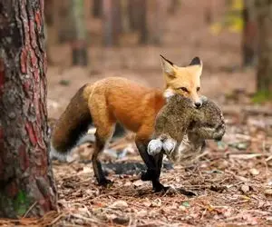 مستند حیات وحش؛ روباه مکار تو چشم بهم زدن زد تو گوش بچه خرگوش مادرش هاج و واجه