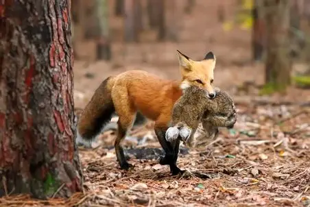 مستند حیات وحش؛ روباه مکار تو چشم بهم زدن زد تو گوش بچه خرگوش مادرش هاج و واجه