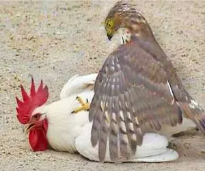 دانلود حیات وحش؛ خروس غیرتی پدر پدر سوخته عقاب درآورد فکر جمله به سرش نزنه