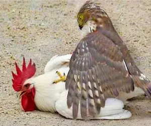 دانلود حیات وحش؛ خروس غیرتی پدر پدر سوخته عقاب درآورد فکر جمله به سرش نزنه