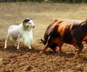 شاهکار حیات وحش / جدال انزجاری گوسفند و بوفالو برای برتری جویی