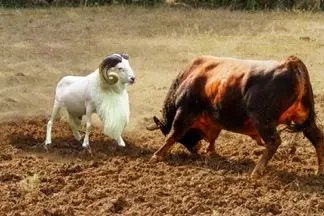 شاهکار حیات وحش / جدال انزجاری گوسفند و بوفالو برای برتری جویی