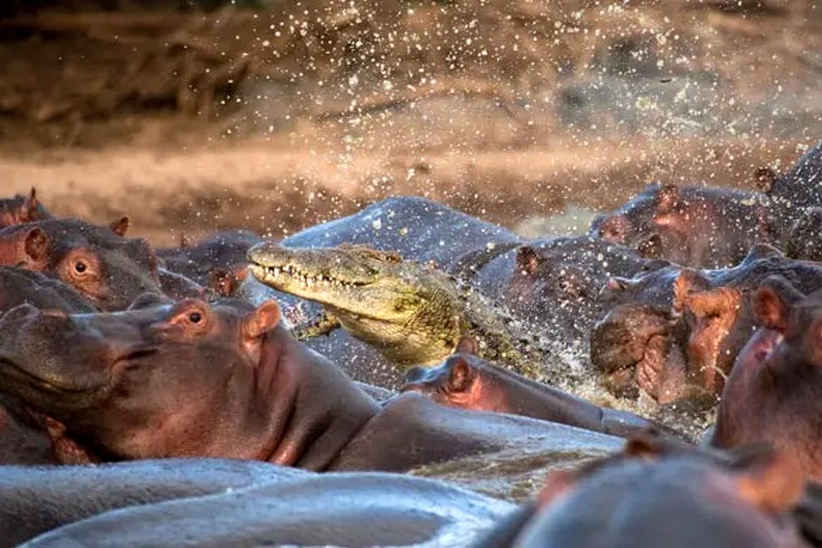 hippos and crocodiles
