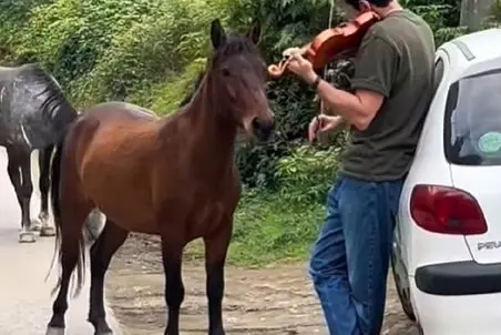 آواز شاد؛ مرد هنرمند تو جاده ویولن میزنه اسبه مدهوش صدای قشنگش میشه اون یکی رم میکنه