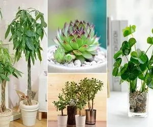 گیاهانی که خوش شانسی میارن / اگه دوای هر دردت پوله تو یه زمان کم با اینا جذبش میکنی 