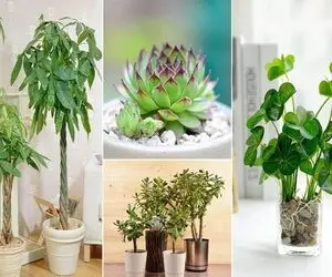 گیاهانی که خوش شانسی میارن / اگه دوای هر دردت پوله تو یه زمان کم با اینا جذبش میکنی 