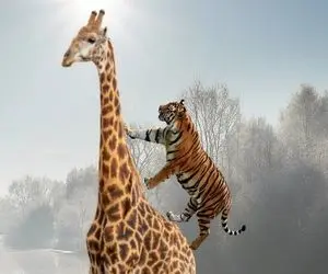 بدایع حیات وحش؛ زرافه غول برای نجات جون نوازدش شیر شریر رو میلیسه ماساژ میده