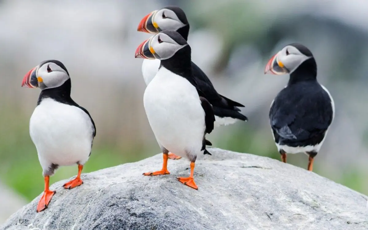 puffins-in-maine-1500x609