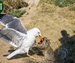 مستند حیات وحش؛ مرغابی دندون سنجاب رو کند از گشنگی تلف شه