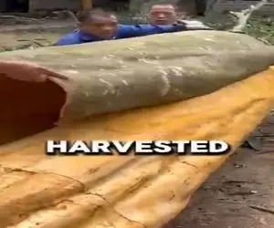 کشاورزی نوین؛ درختو با ابزار پیشرفته بدون آسیب لخت کردن ورق دارچین شد