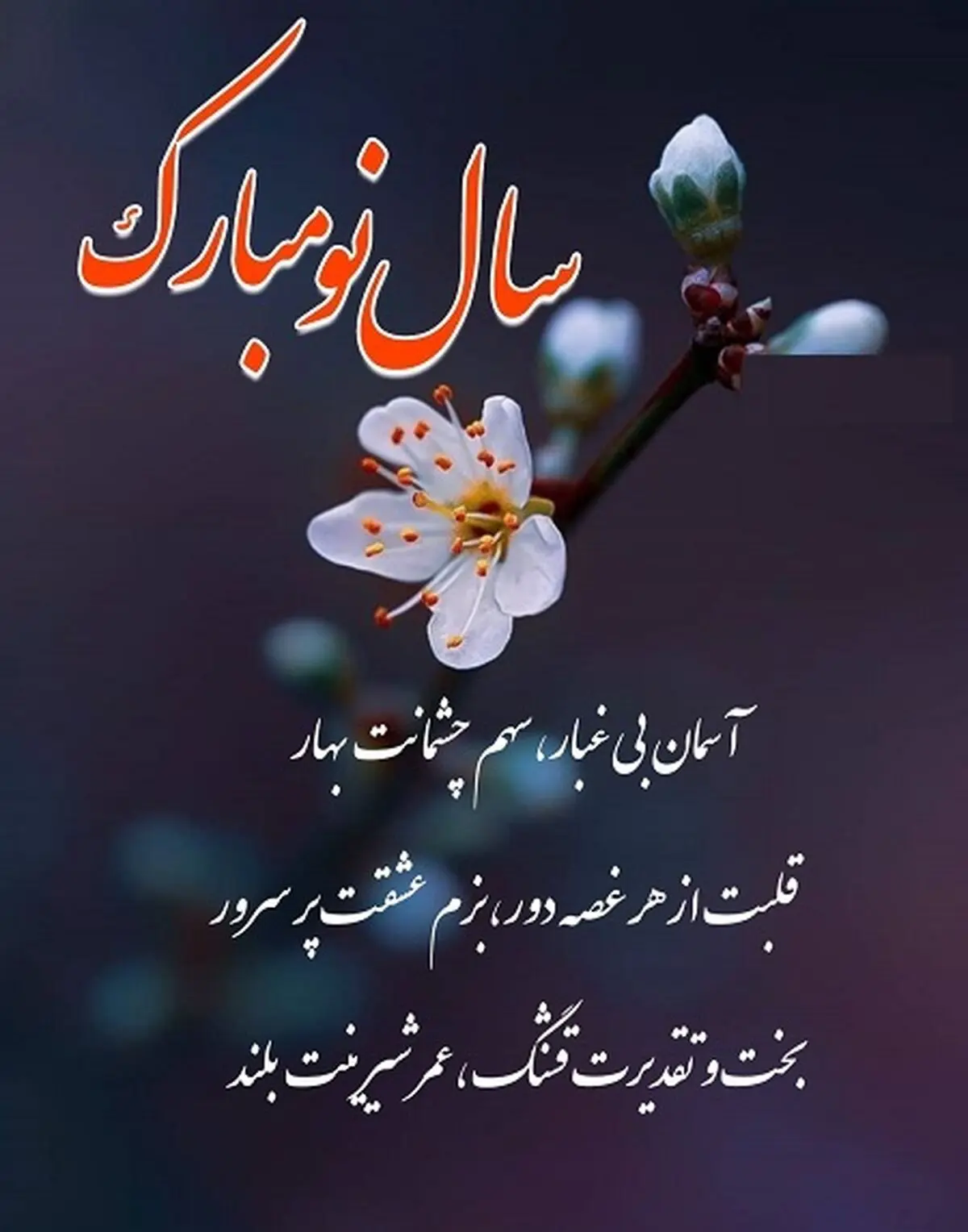 استوری2
