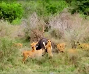 مستند حیات وحش؛ فرار معجزه‌آسای بوفالو از محاصره 17 شیر گرسنه