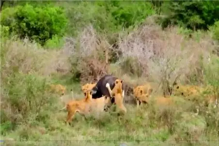 مستند حیات وحش؛ فرار معجزه‌آسای بوفالو از محاصره 17 شیر گرسنه