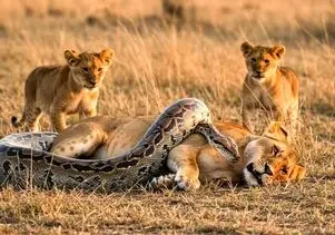 حیات وحش مصنوعی؛ شیر شجاع برای نجات مادرش از چنگ پیتون غول آسا کمک آورد