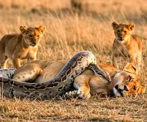 حیات وحش مصنوعی؛ شیر شجاع برای نجات مادرش از چنگ پیتون غول آسا کمک آورد