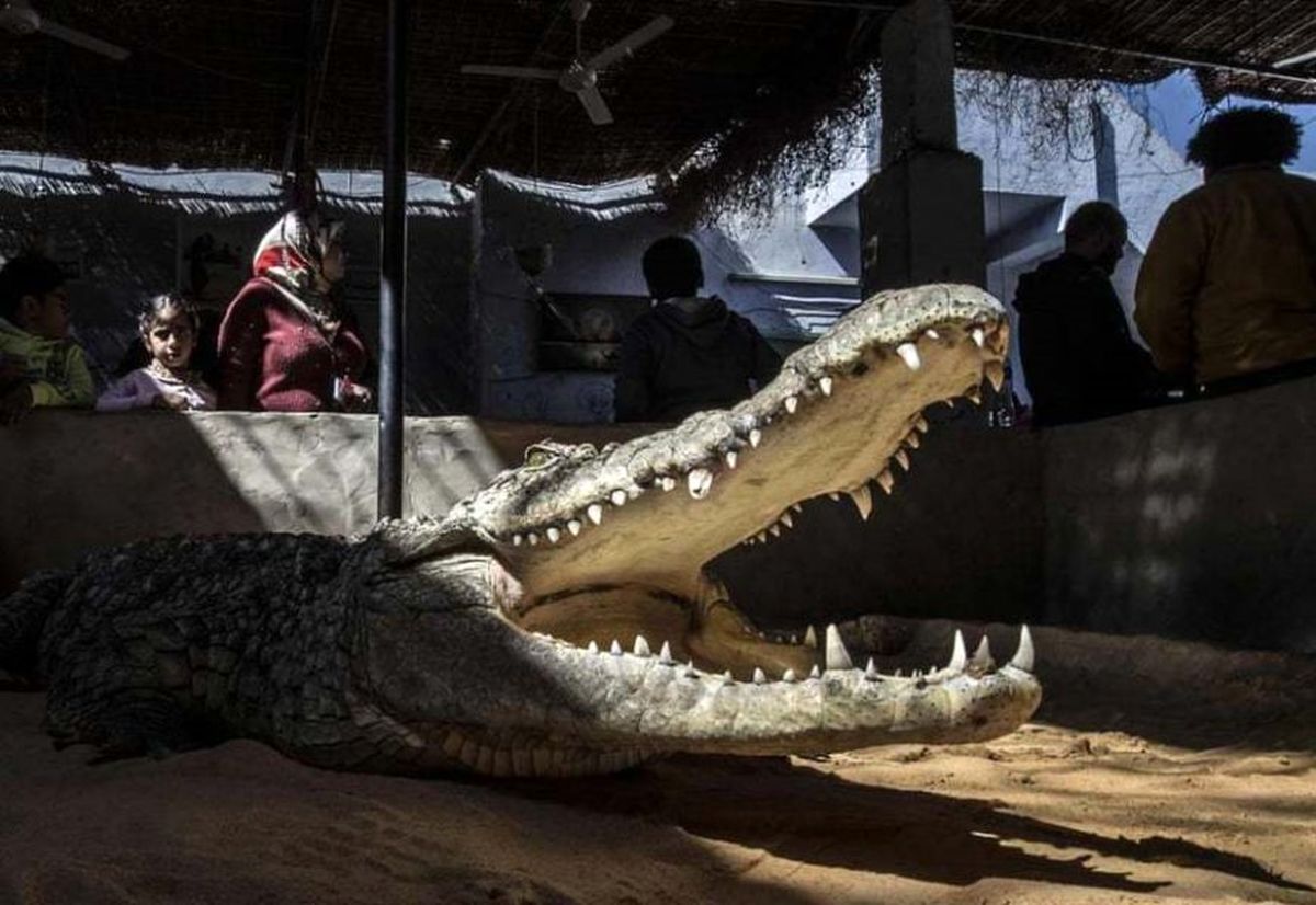 (تصاویر) جذب گردشگر با آوردن تمساح به خانه!