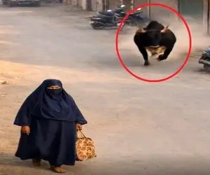 معماری طبیعت؛ گاو فکرهای بدی راجع به زن داشت