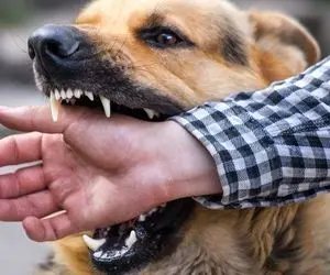 دیدنی های رازبقا؛ سگ هایی که مچ گرگ رو میخوابونن