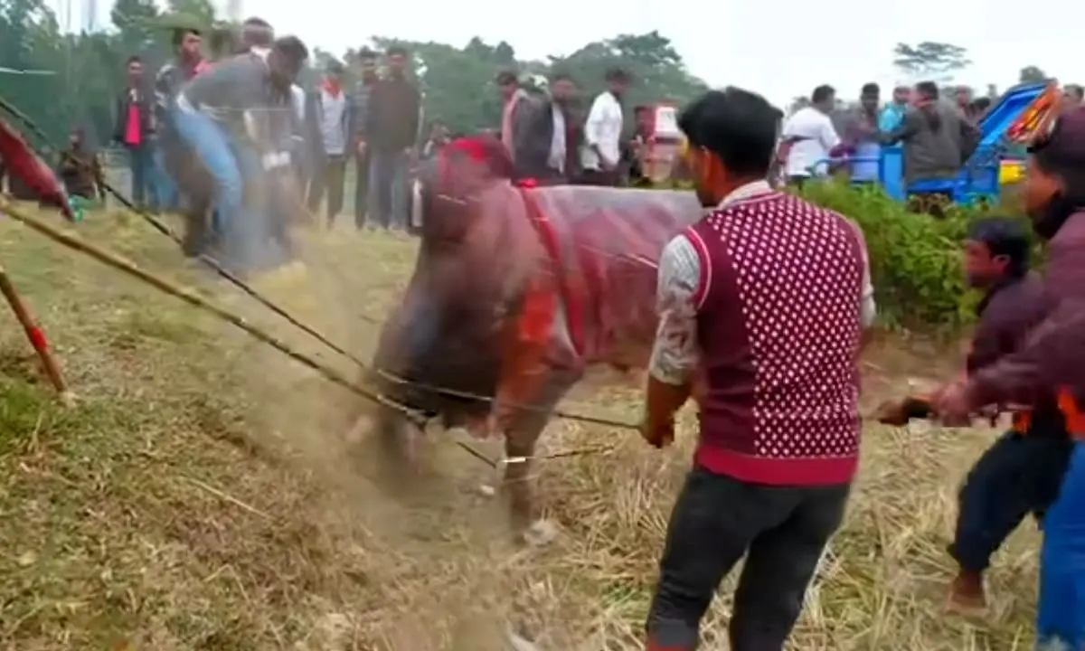 شکنجه حیوانات؛ گاو های مسابقه ای رو با طناب بستن هی میکشن طفلی ها تنشون خون خالی شده