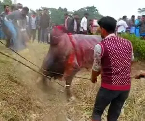 شکنجه حیوانات؛ گاو های مسابقه ای رو با طناب بستن هی میکشن طفلی ها تنشون خون خالی شده