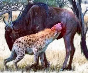 جذابیت حیات وحش / نبرد مفلوکانه کفتار و کل یالدار وقتی کفتار زخم خورده را جبران کرد