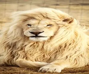 مستند حیات وحش / کت واک با ابهت سلطان تو فشن شو بین آدما