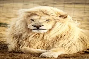 مستند حیات وحش / کت واک با ابهت سلطان تو فشن شو بین آدما