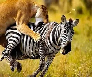 از جذابیت‌های حیات وحش؛ پس از یک تعقیب و گریز نفس گیر گورخر اسیر دندان برنده شیر شد