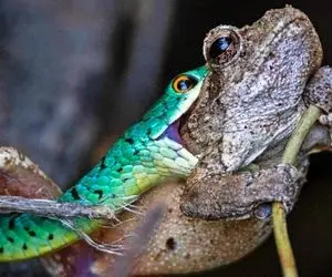 از جذابیت های حیات وحش؛ مار کوچولو موچولو قورباغه دو برابری خودش رو یه لقمه چَپ کرد