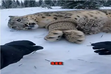 مستند حیات وحش؛ همه کفتر بازی میکنن آقاهه پلنگ بازی