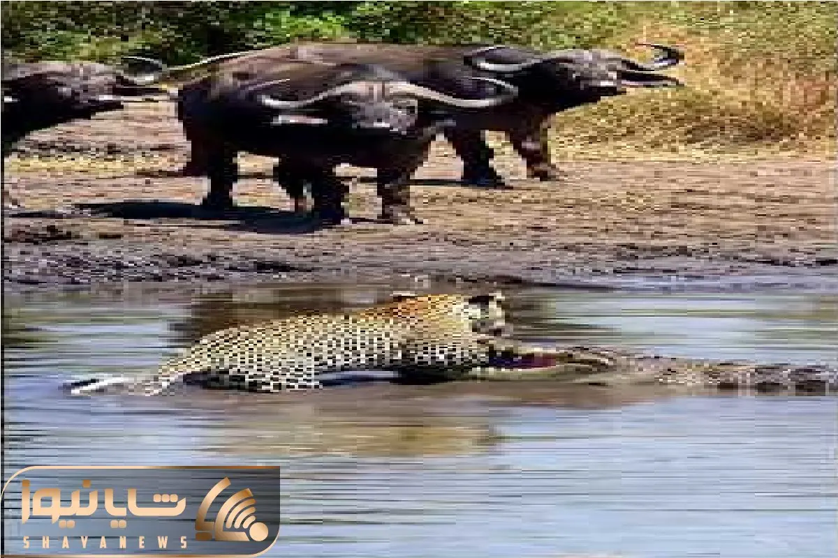 حیات وحش بی رحم؛ نبرد سهمگین تمساح و پلنگ با داوری بوفالو هاج و واج