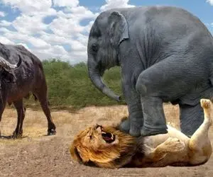 مستند حیات وحش؛ بوفالو؛ بچه فیل؛ شیر