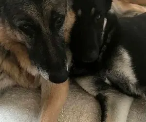 سگ جو بایدن در کاخ سفید درد سر ساز شد! 