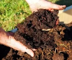 فرآوری کود حیوانی؛  خانوما یه توده یک متری میسازن و بعد مشبا پیچش میکنن اراده میخاد