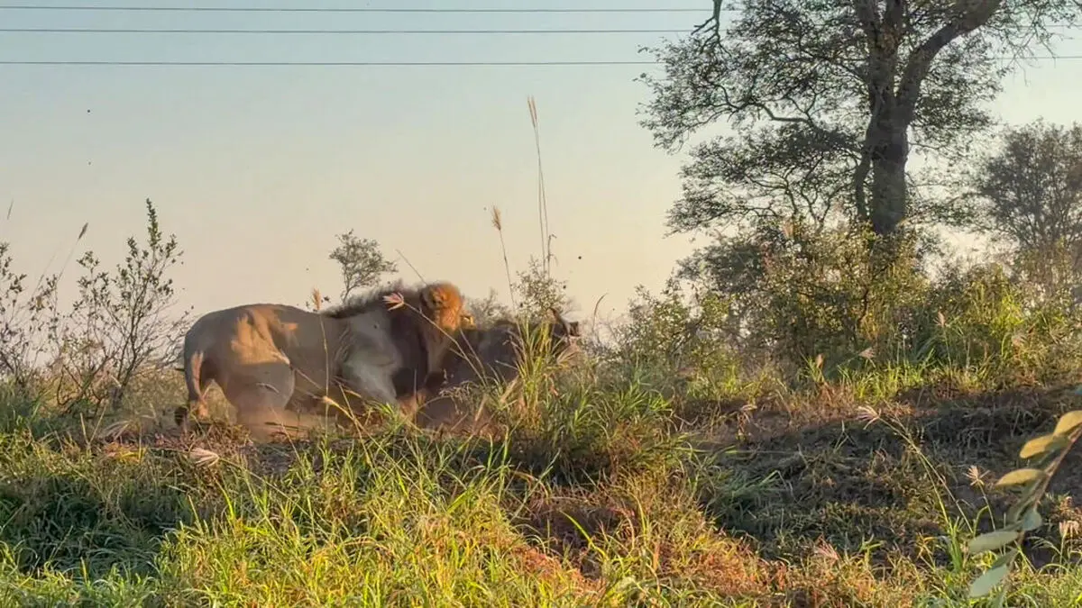 Male-Lion-Wrestles-A-Huge-Warthog-2-1024x576