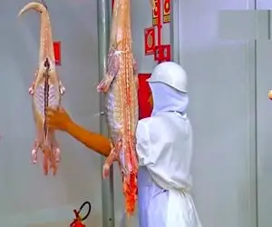 فرآوری تمساح؛ تخم تمساح ریخت تو لجن چاق شه پوستشو با ظرافت پاره میکنه واس کیف