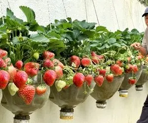 کشاورزی نوین؛ کاشت توت فرنگی خوشمزه بدون نیاز به باغچه و با کمترین هزینه