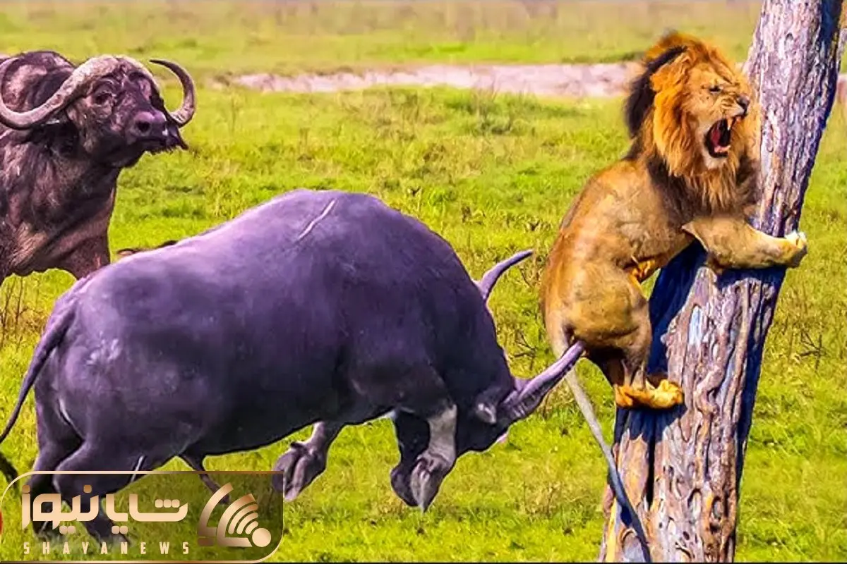 مستند حیت وحش / لحظه وحشتناکی که شاخ‌های مرگبار بوفالو شکارچی را له کرد