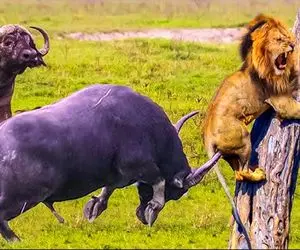 مستند حیت وحش / لحظه وحشتناکی که شاخ‌های مرگبار بوفالو شکارچی را له کرد