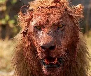 حیات وحش شوک آور؛ شیر با همه یال و کوپال زخم و زیلی شد و از همه جاش خون میچکه
