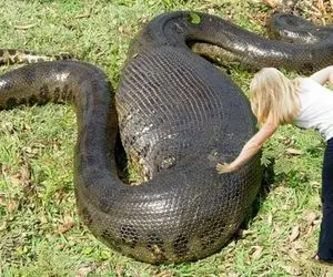 بدایع حیات وحش؛ پیتون غول با شکم پر میخواد بره بالای درخت که از خودش کوچک تره