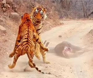 مستند حیات وحش؛ عنادبیدادگرایانه ببرها برای مالکیت لاشه گوزن