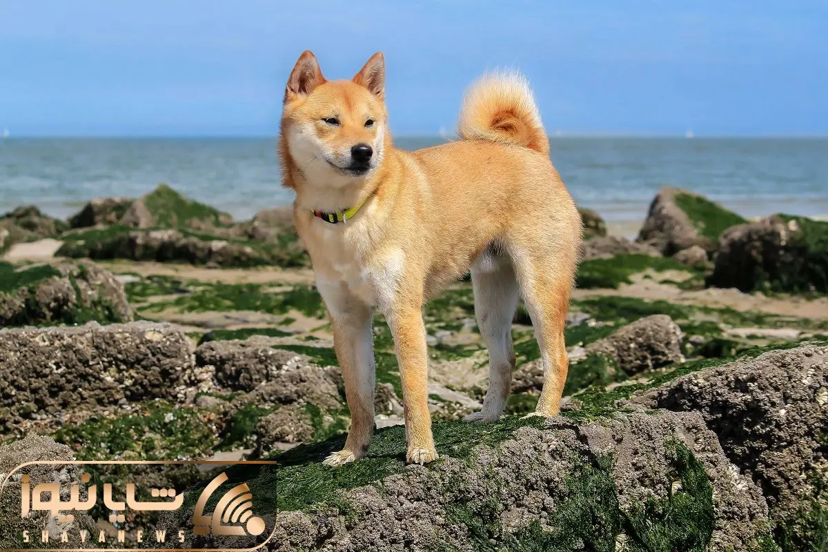 Shiba Inu