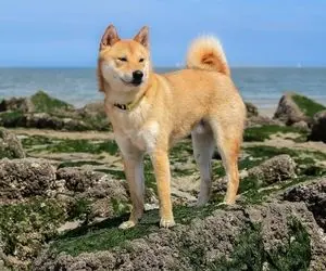 پیش بینی قیمت شیبااینو برای نوامبر 2023