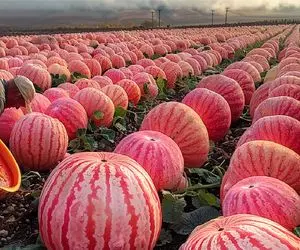 کشاورزی نوین؛ با تجهیزات به روز کدو تنبل کاشتن صورتی اندازه فرقون با دست حمل نمیشه