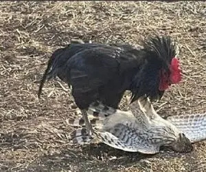 جذابیت حیات وحش / شجاعت دیوانه‌وار خروس در برابر شاهین، سگ و اسب