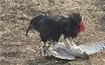 جذابیت حیات وحش / شجاعت دیوانه‌وار خروس در برابر شاهین، سگ و اسب